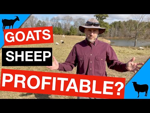 Is Raising Goats and Sheep Profitable?