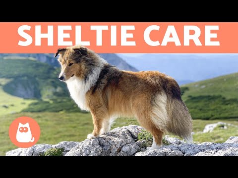 Video: Ova bolest utječe na 80% Shelties. Je li vaš štitnik tiho patio?