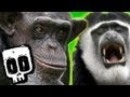 Chimps vs Colobus | Deadliest Showdowns (Ep 5) | Earth Unplugged