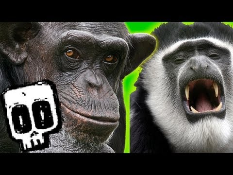 Chimp vs. Baboon | FunnyDog.TV Chimp vs. Baboon | FunnyDog.TV