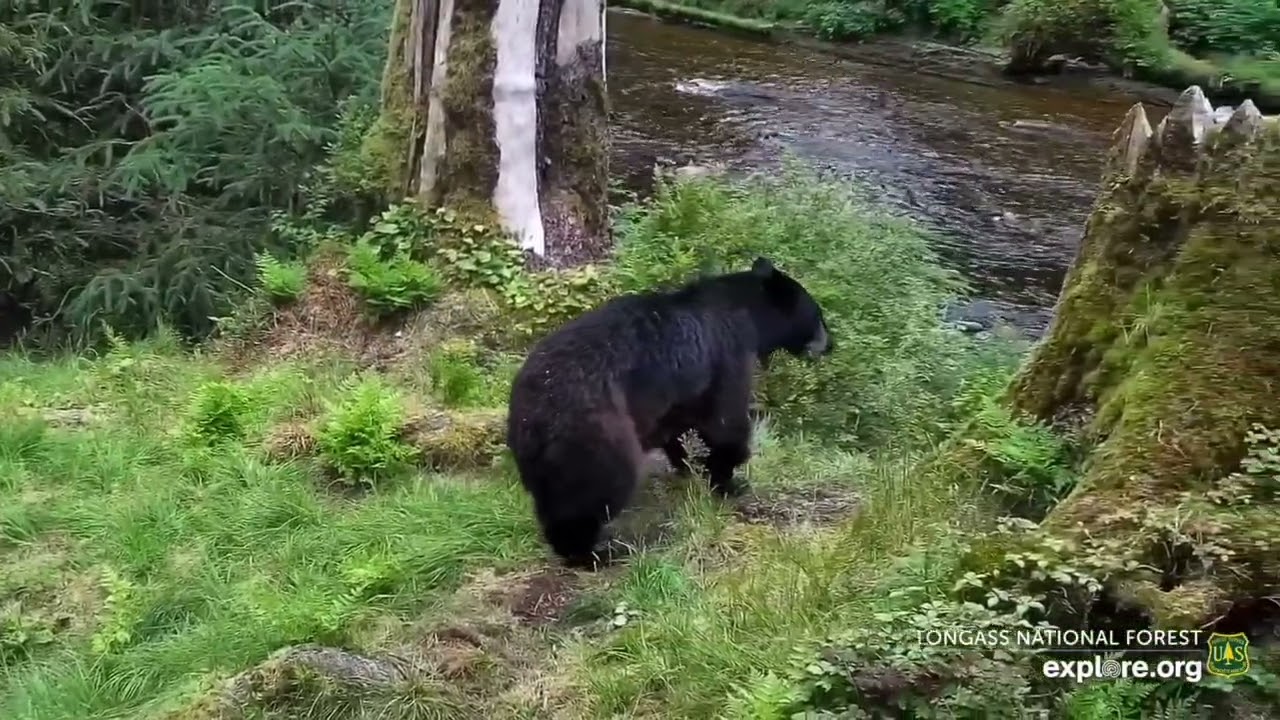 2025-07-18: Close-up clips of Foso and cub (explore.org)
