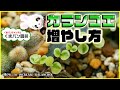 カランコエの増やし方・夏型多肉【くまパン園芸】