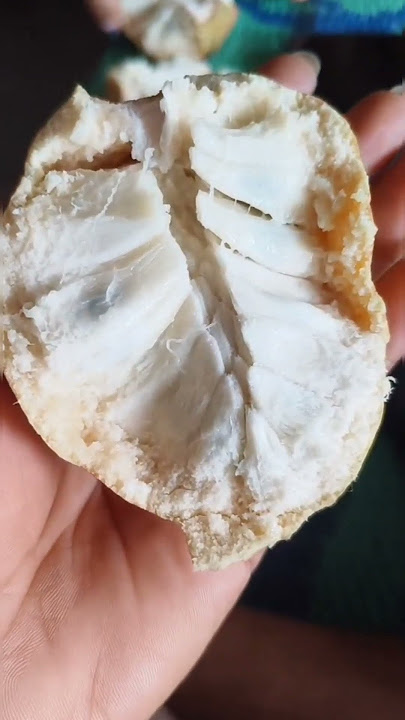 tasty nona fruit 🤤#fruit #rakhi_s_vlog #minivideo #youtubeshorts