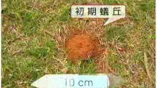 Information 火蟻防治 - [ 宣導短片 ] Guide