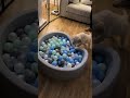 Puppy Plays in a Colorful Ball Pit