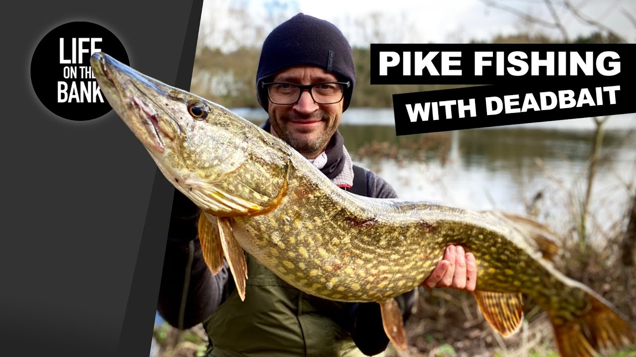 PIKE FISHING WITH DEADBAIT 
