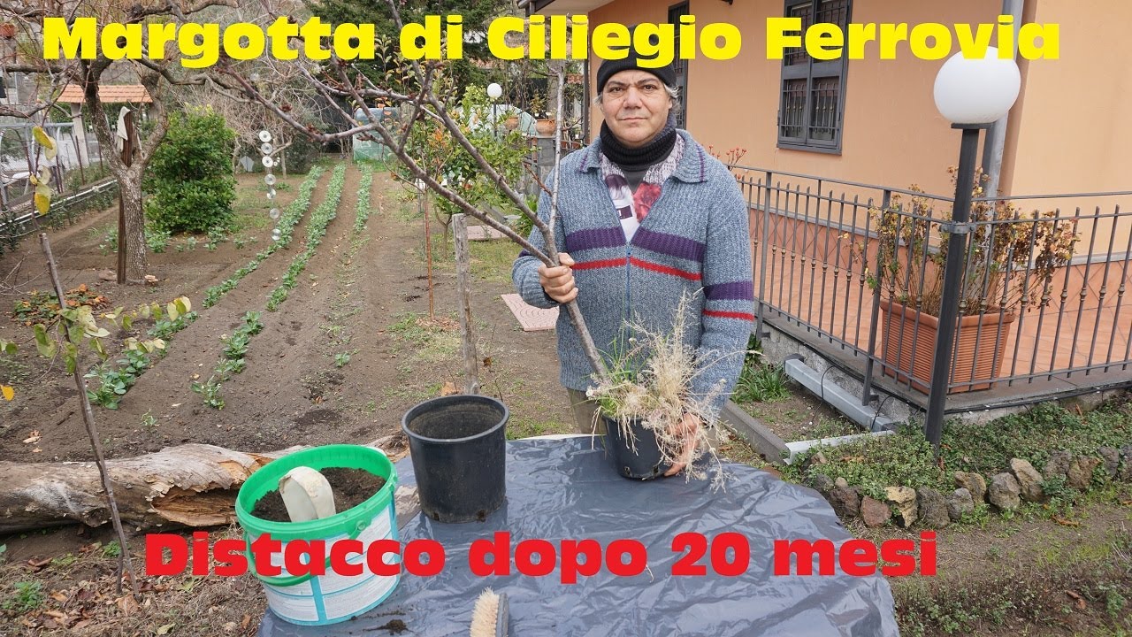 Margotta di Ciliegio