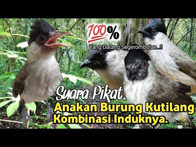 Suara Pikat Anakan Burung Kutilang. Kombinasi Induknya. Ampuhnya Bukan Main.. class=