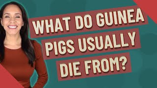 What do guinea pigs usually die from?