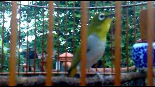 Download lagu pleci Auriventer from purwakarta west java si unyil pleci Auriventer from purwakarta west java si unyil