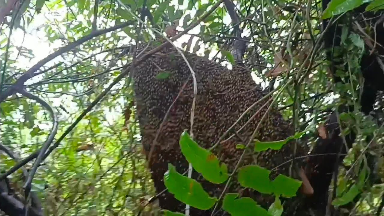 sangat menggiurkan!! 3 sarang raksasa kumpul di 1 pohon #lebah #madu #apisdorsata #hutan #riau