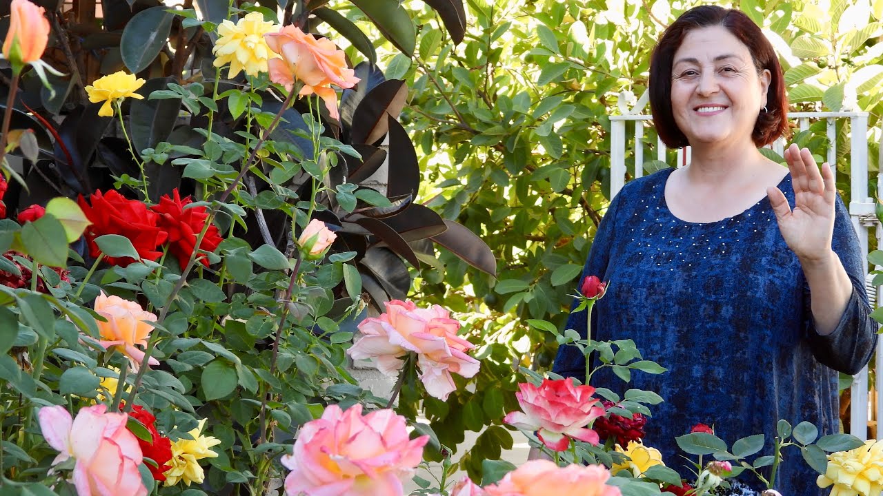 Banjan Chalow Afghani - بادنجان چلو با گوشت