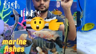 fish links Amberpet exotic ocean fishes in Hyd | shark fish live worms for fish