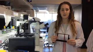 Platina Para Microscopia Óptica Tecsci