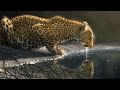 Speed Paint - Photoshop "Just A Sip" Leopard