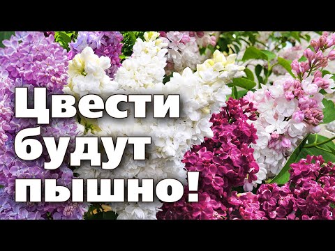 Видео: Советы по выращиванию кустов сирени