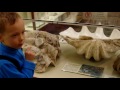 Гигантские ракушки в палеонтологическом музее
