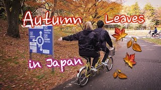 Experience Autumn Leaves in Japan!
