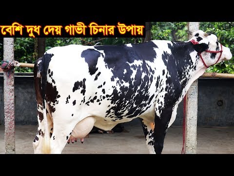 ভিডিও: কোন গরু সবচেয়ে বেশি দুধ দেয়?