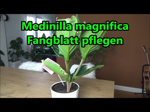 Video: Pflegeanleitung für Medinilla-Pflanzen: Wie man Medinilla-Pflanzen anbaut
