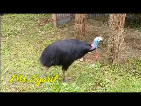 Burung Kasuari Video Burung Kasuari Terbesar Di Dunia Youtube