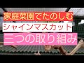 【シャインマスカット】第２回、過去の経験から３つの取り組み【家庭菜園】