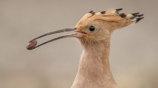 Mallorca 2018 vogels