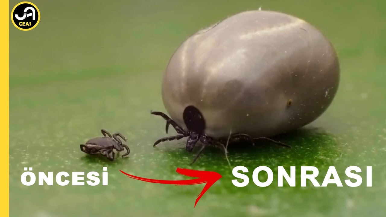 Kene: Ölümcül Kene Isırığı