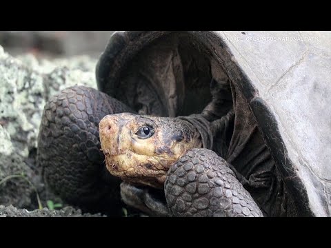 A fifth of reptile species at risk of extinction, a new global study reveals