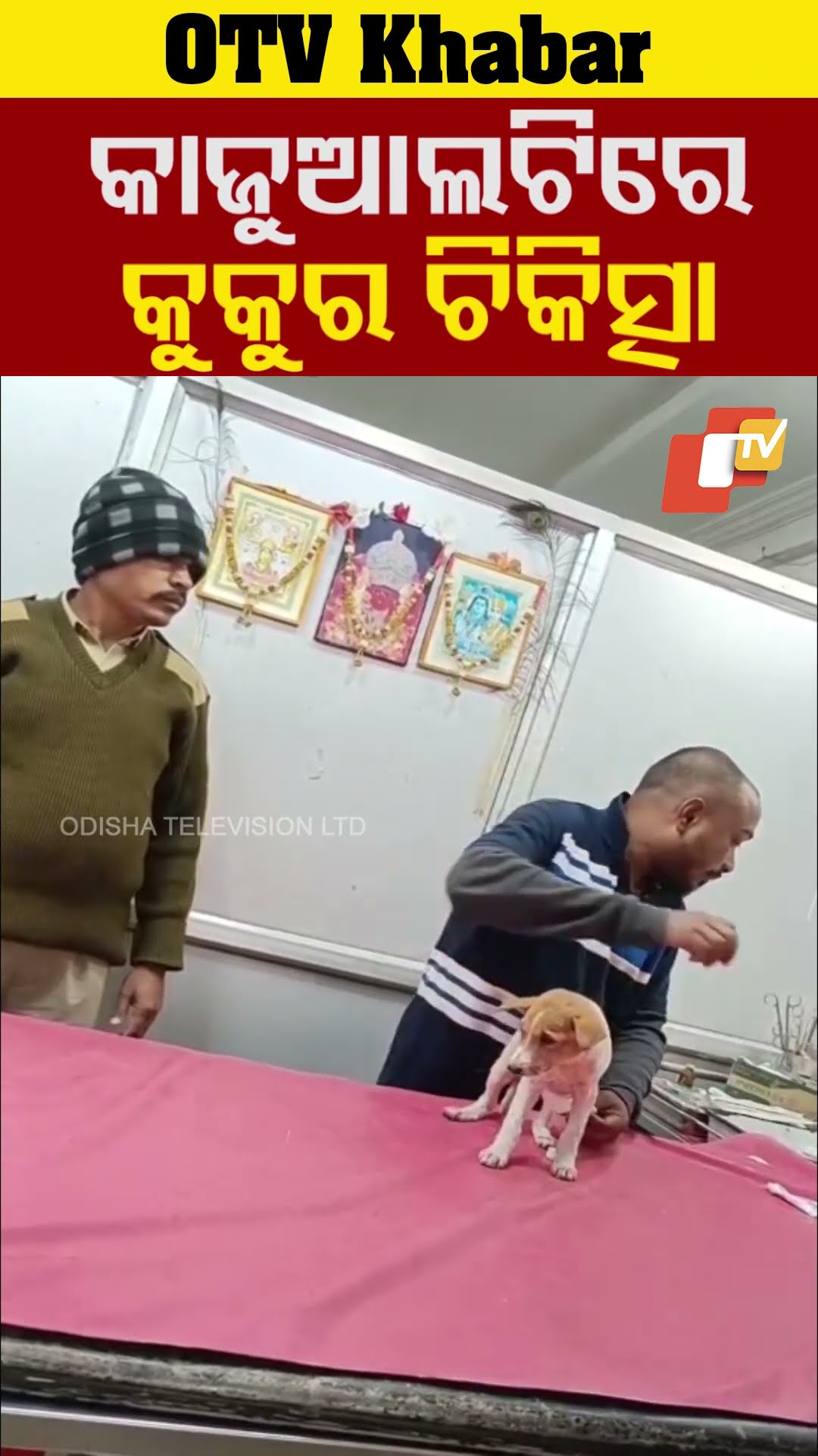 କୁଜୁଆଲିଟିରେ କୁକୁର ଚିକିତ୍ସା