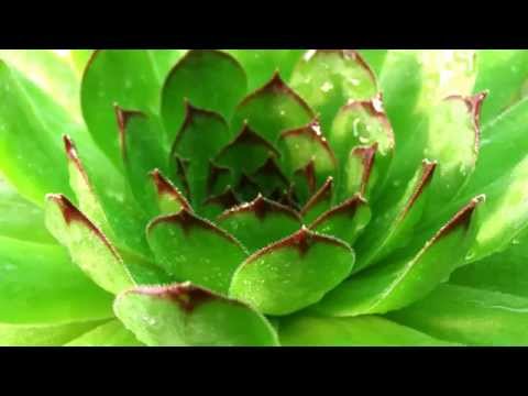 Planta siempreviva (Sempervivum): Características, cuidados y curiosidades  | Jardineria On