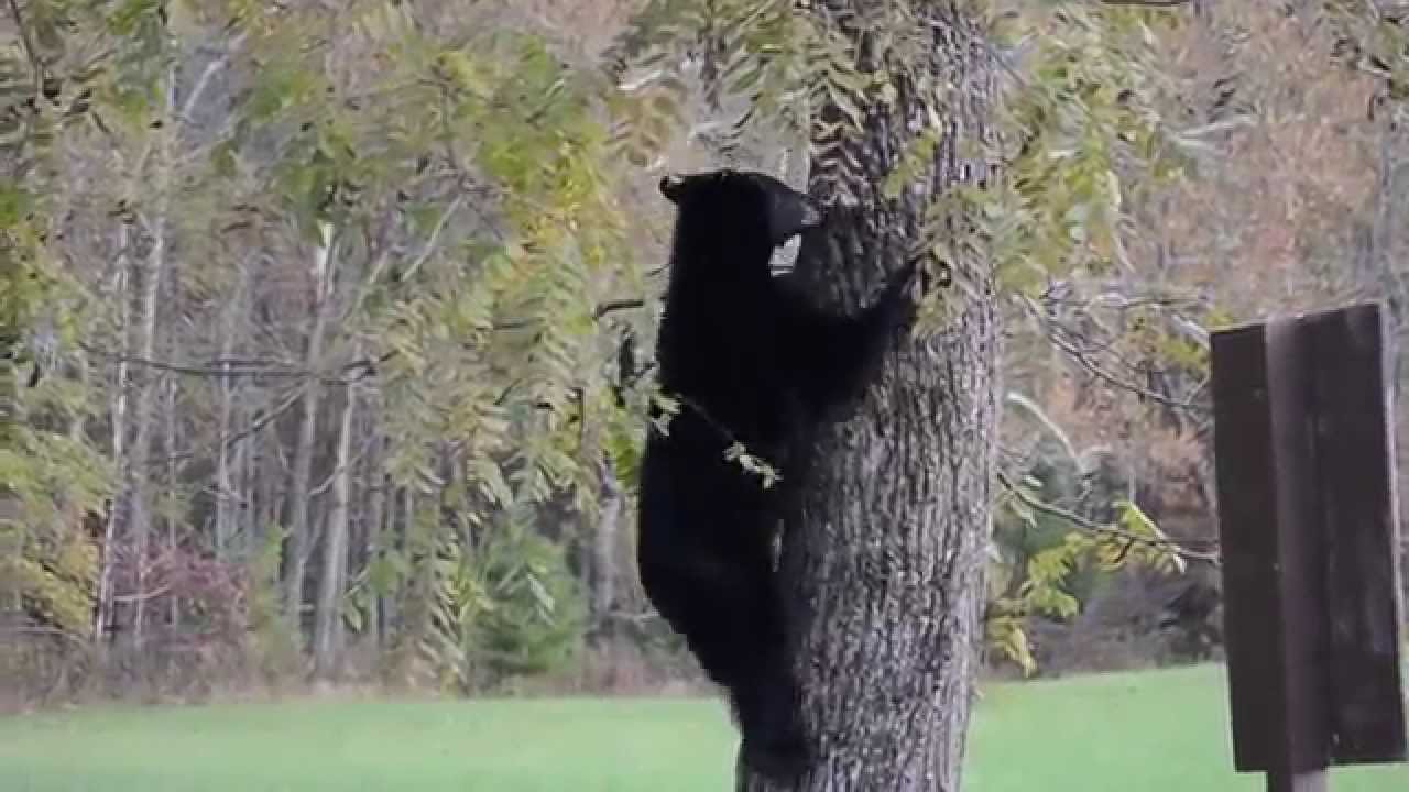 black bear climbing tree youtube
