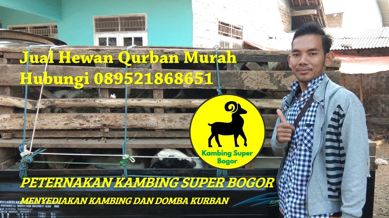 Jual Hewan Qurban Murah - YouTube