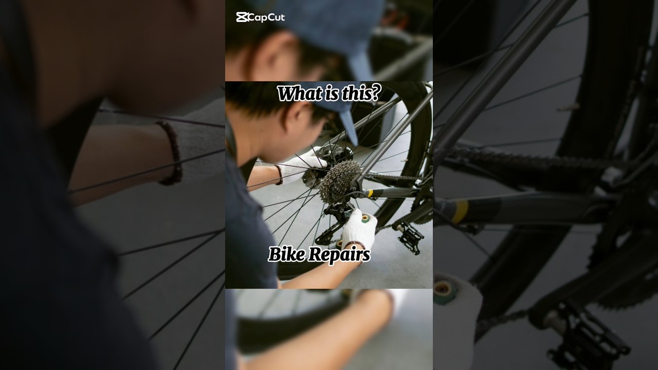 Dont Say Collab Viralshorts Viralvideo Fyp Dontsay Chihuahua - YouTube Auto PHP Script