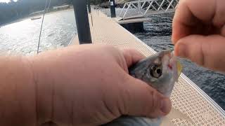 Munroes soft plastic Challenge episode 1 screenshot 5