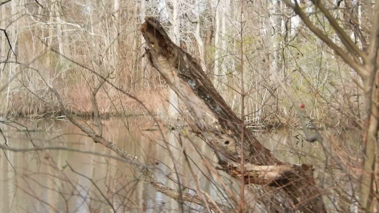 Blue Birds in South Eastern VA, Stumpy Lake, Virginia Beach YouTube