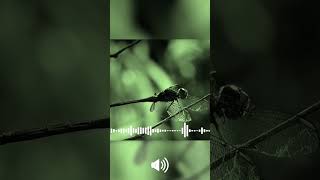 Dragonfly Sound Effect