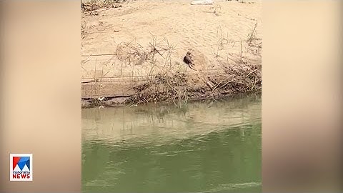 ‘പുഴകണ്ടാല്‍ ഞങ്ങള്‍ക്ക് പേടിയാണ്’; ഇരുവഞ്ഞിപ്പുഴയില്‍ നീര്‍നായ ആക്രമണം ​രൂക്ഷം| Kozhikode