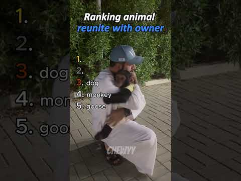 Ranking animals reunite with their owner! 💖