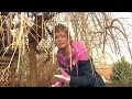 Csüngő eperfa (Morus alba 'Pendula') metszése - Kertbarátok - Kertészeti TV - műsor