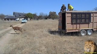 Starting A Game Farm In Africa.