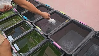 Turn Your Backyard Into A Natural Guppy Fish Farm After Watching This!