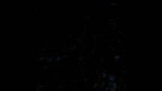 bats vs birds flying 7