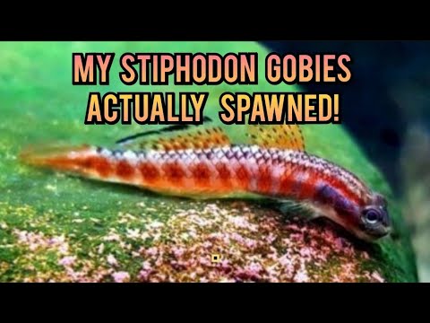 Video: Kan gobyfiskar leva i sötvatten?