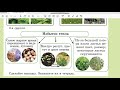 Урок 6. Как растения приспособлены к условиям жизни. Естествознание. 3 класс