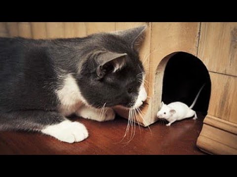 Как научить КОТА ловить мышей!?!