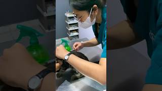 Ibetpun tepar #kucing #kucingsakit #amore #animalclinic