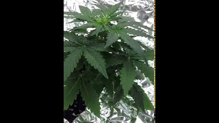 Auto bubble gum day 25