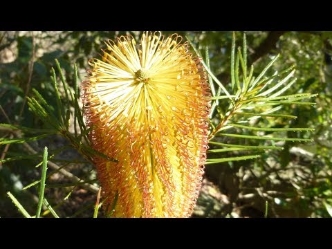 Video: Banksia