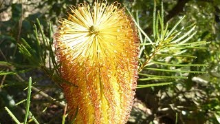 Angus's Plants for Aussie Birds  Banksia spinulosa